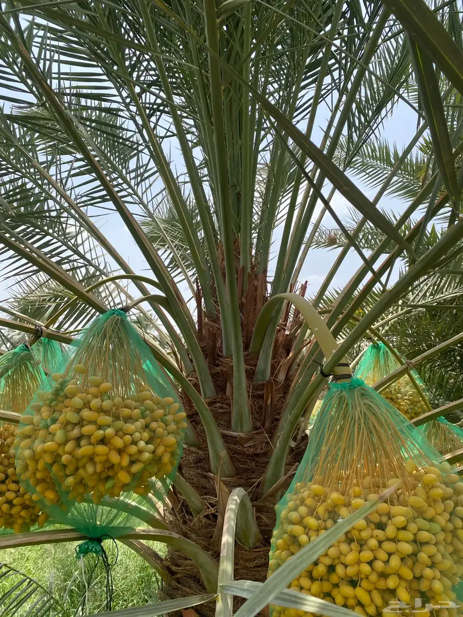 نخل تمر برحي إخلاص نجران index