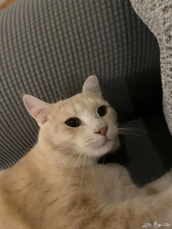 قطط للتبني العمر سنه الاثنين ذكر 3