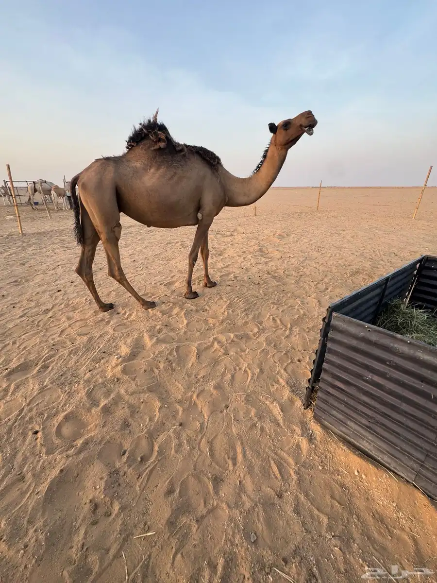 لقحه للبيع 1