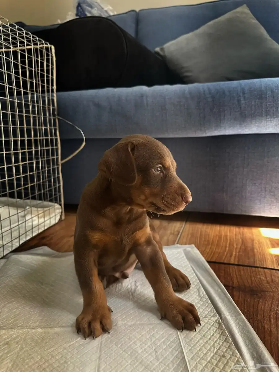 Doberman for sale كلب دوبرمان للبيع index