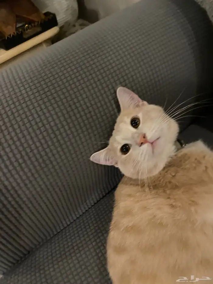 قطط للتبني العمر سنه الاثنين ذكر 2