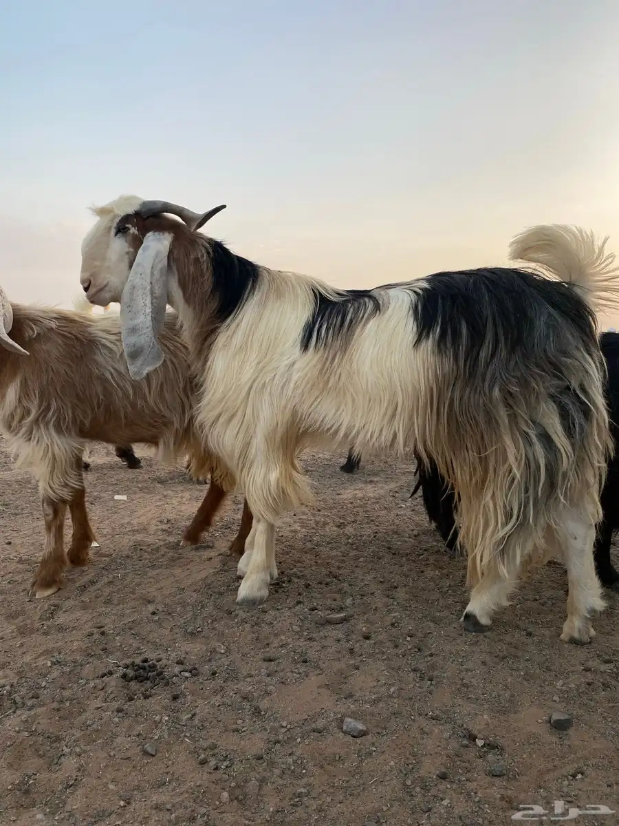 للبيع تيس فحل 1