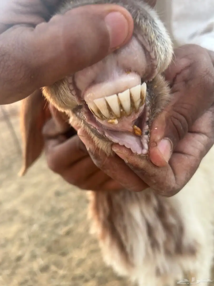 نعيمة 5