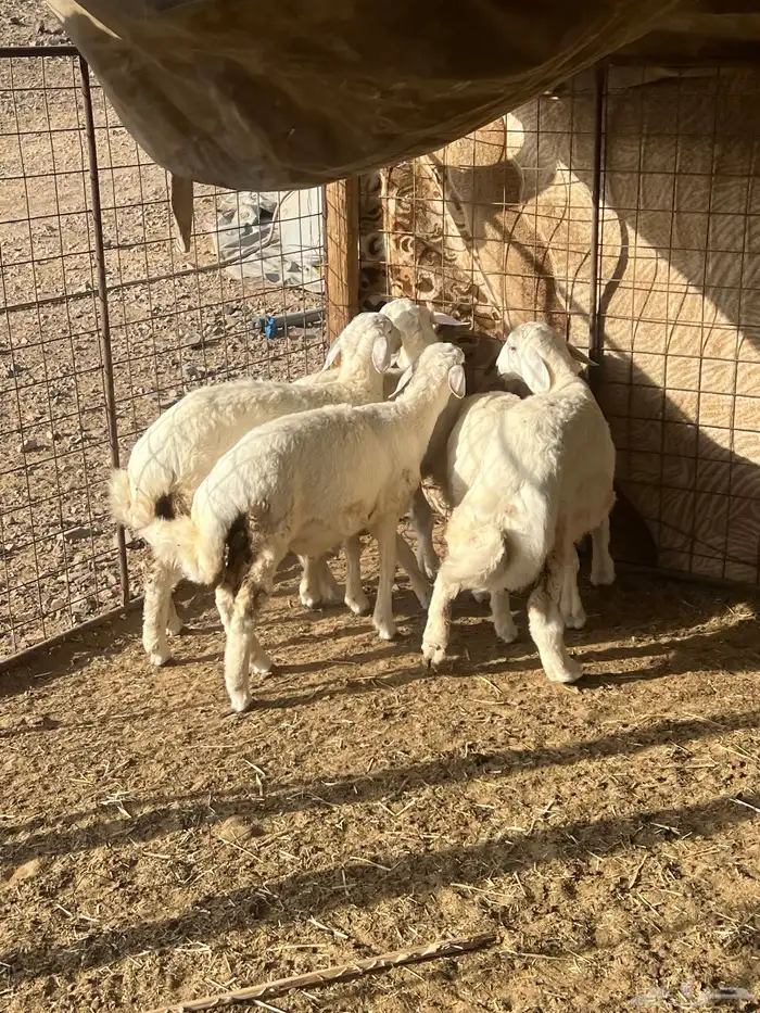 طليان حريه ( تم البيع ) دف 13
