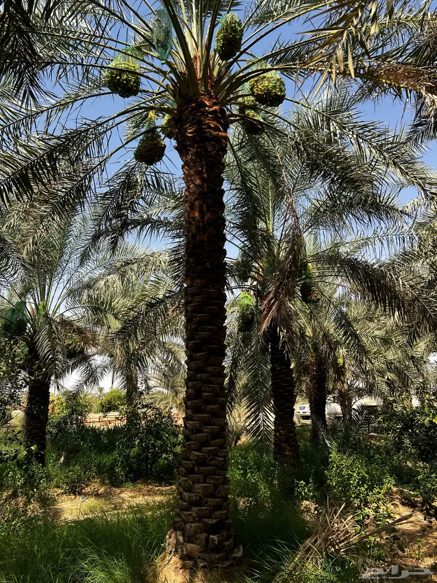 نخل طويل مقاس من 4.م إلى 6.متر نخيل مثمر ومخدوم 0