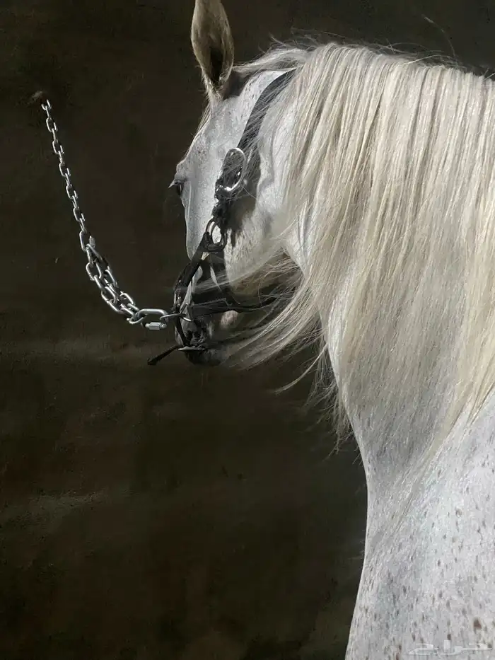 ايواء خيل 0