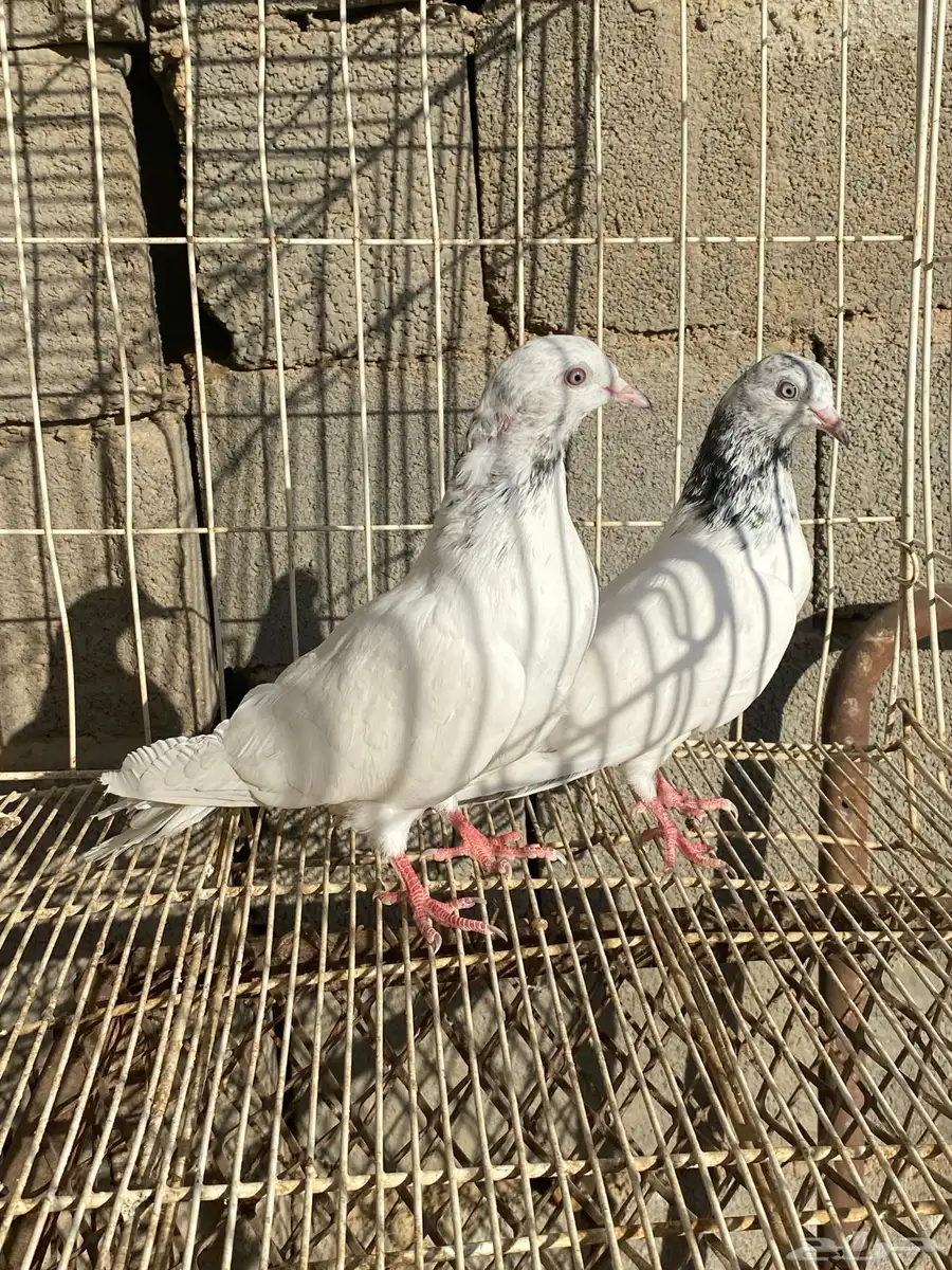 حمام index