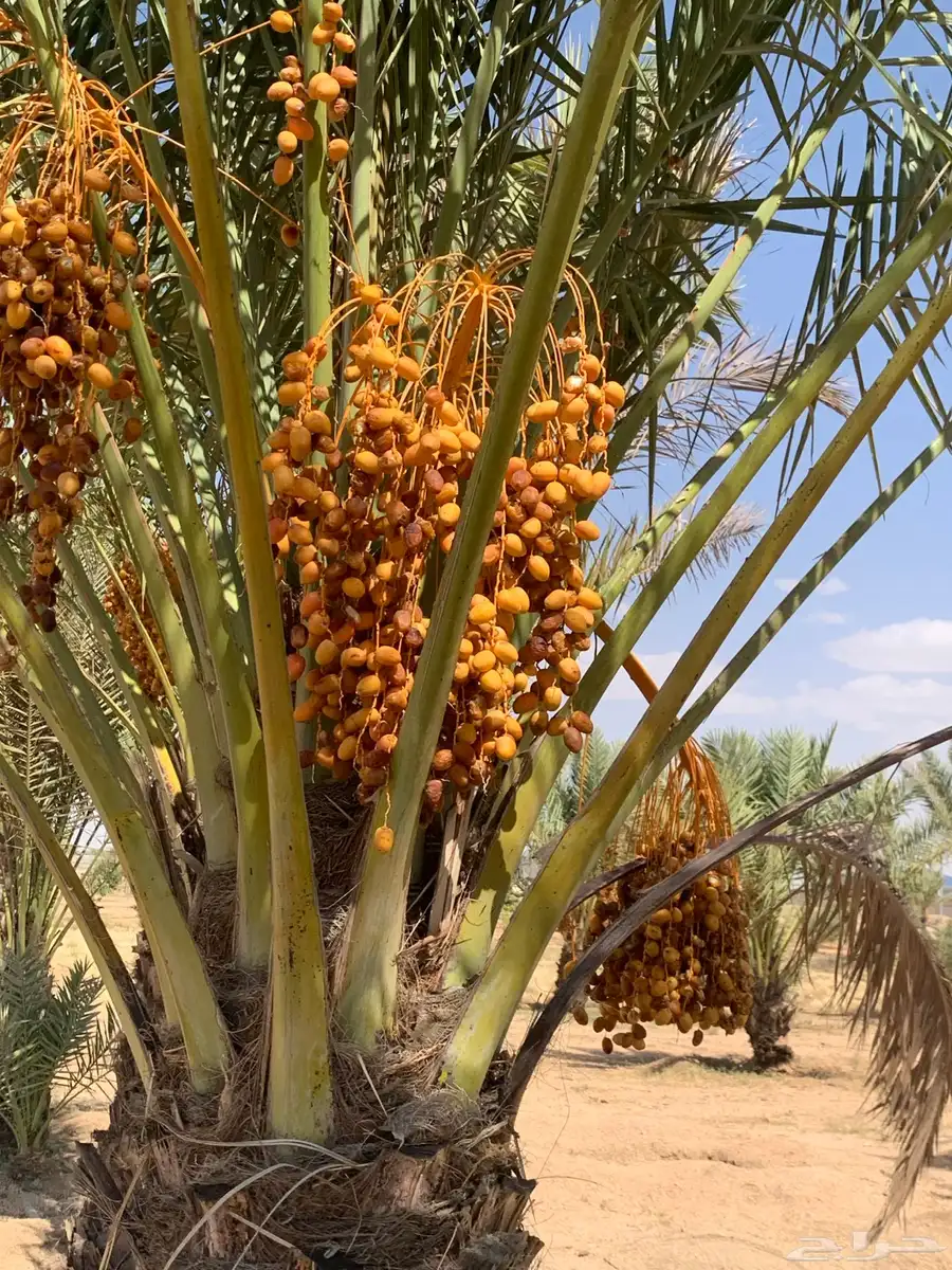 نخل مثمر للبيع السيل الصغير index