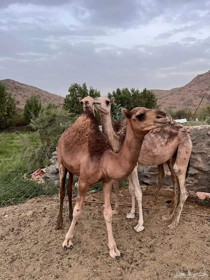 قعدان 5