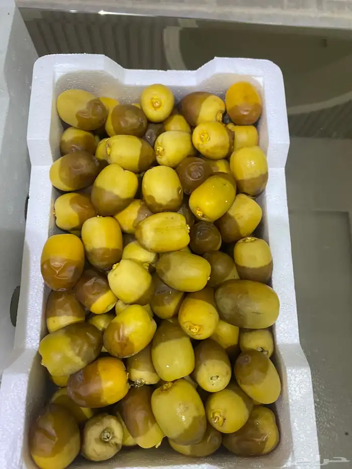 روثانه فاخره 7