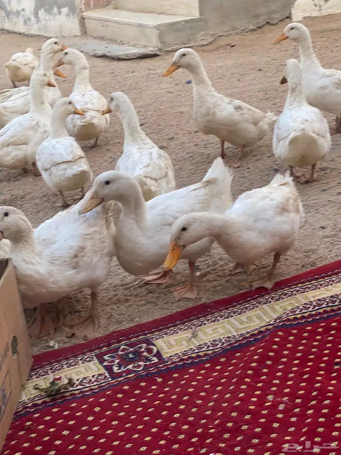 بط بكيني العمر 7 شهور بياض 2