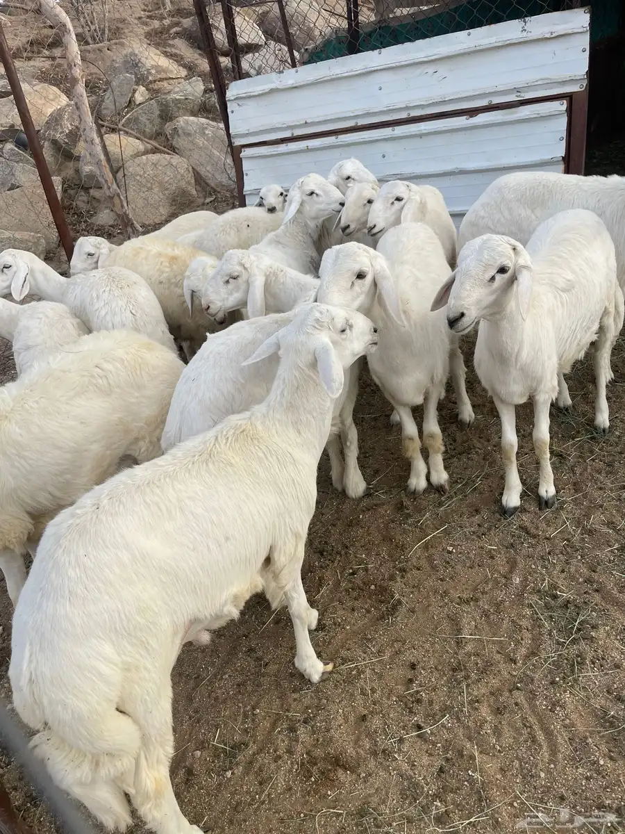 للبيع 16 خروف جبرات وكفو 1