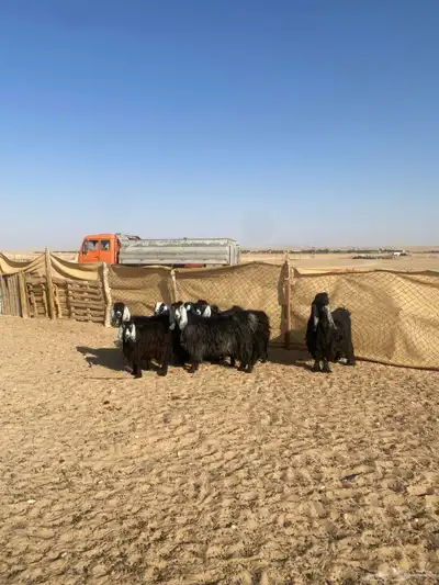 معزا عوارض 0