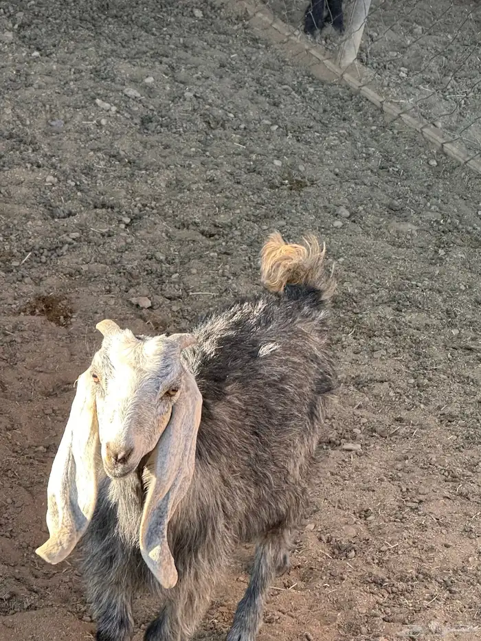 تيوس للبيع العمر 5شهور 2