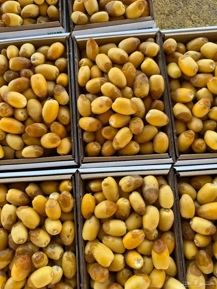 تمور القصيم تمور الفاخره 6