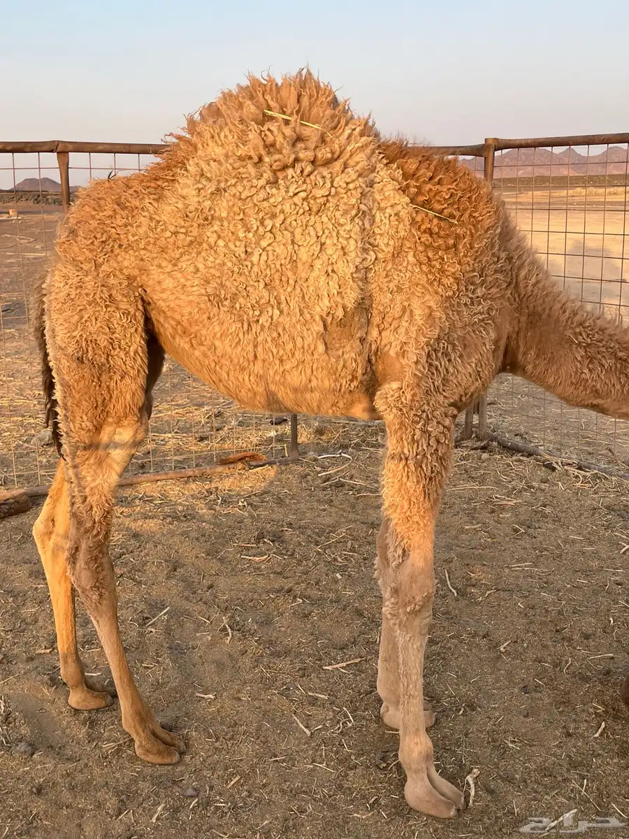 خلفه منيحه هديه 1