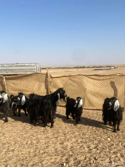 معزا عوارض 6