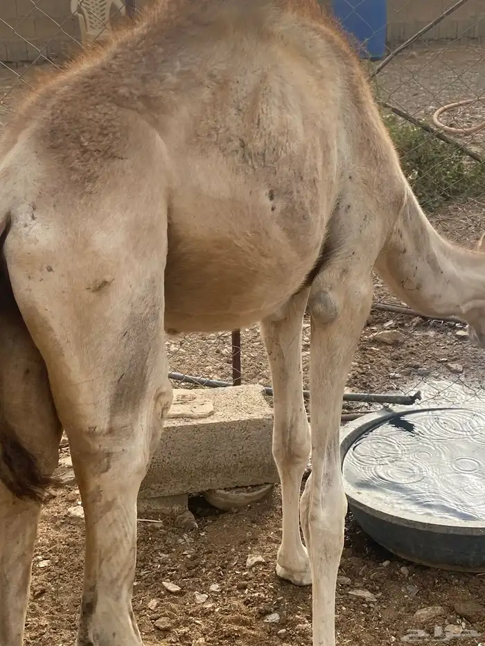 قعود ذكر بعير 5