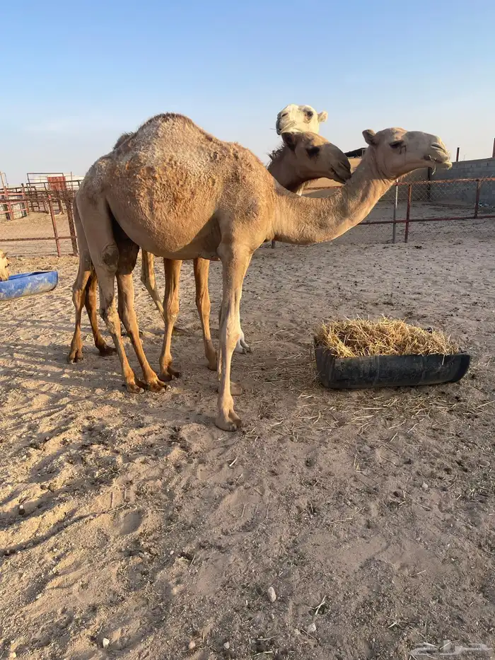 قعود اشعل. تم البيع 0