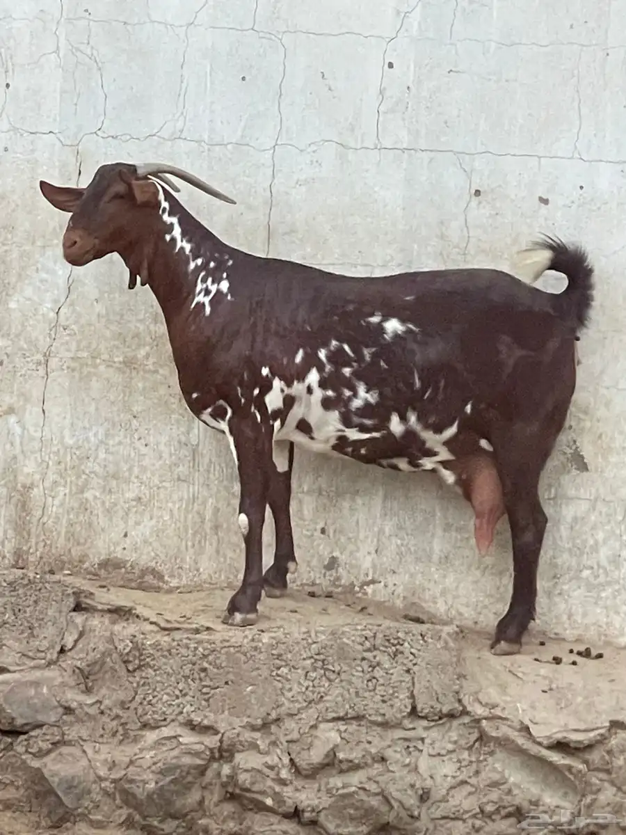 شاه صنف 0