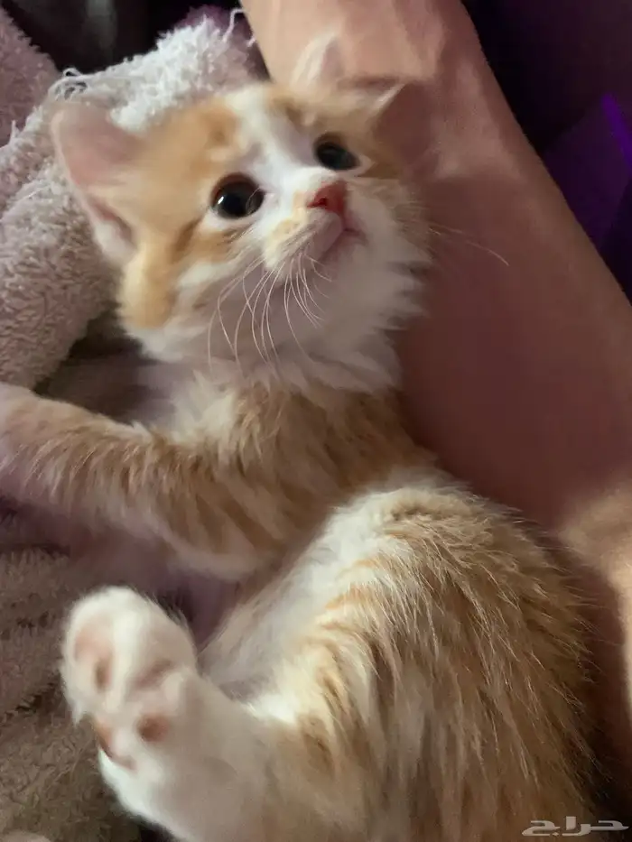 قطه معا 5 عيالها 2