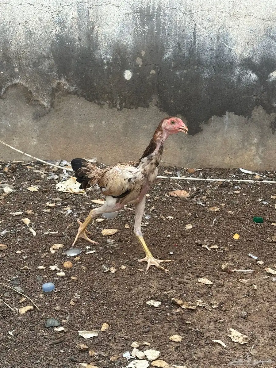 فروخ شامو دجاجه وديك 6