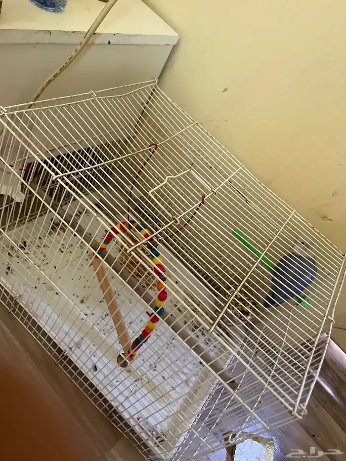 روز للبيع 2