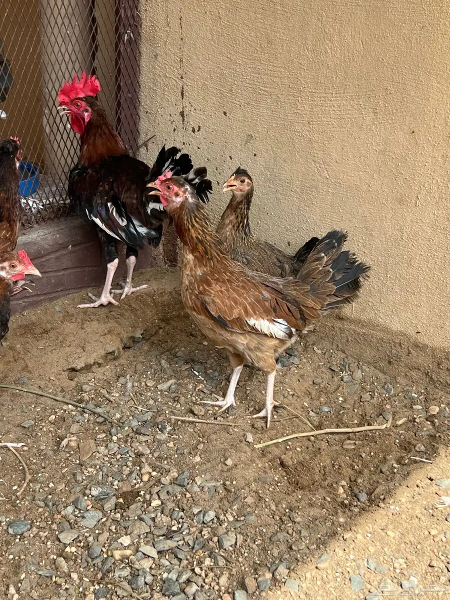 دجاج عربي اصيل   ديك كولنبي اصل جمد   شب  ارضي 4