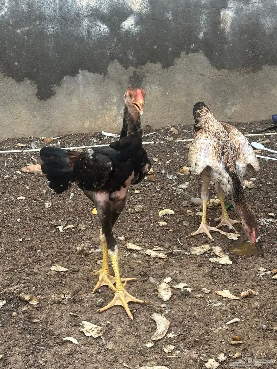 فروخ شامو دجاجه وديك 0