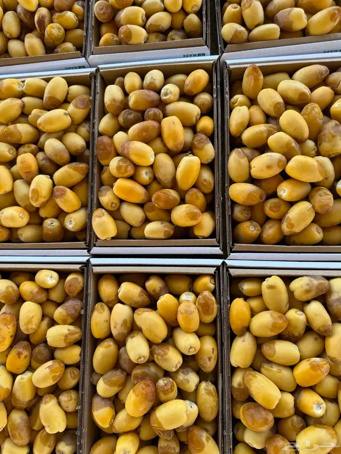 تمور القصيم تمور الفاخره 7