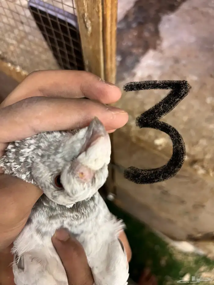 حمام هومر للبيع 4