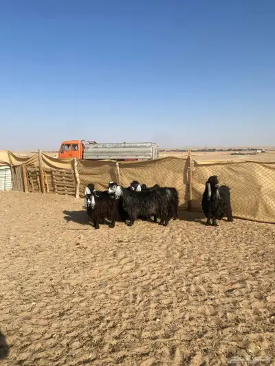 معزا عوارض 1