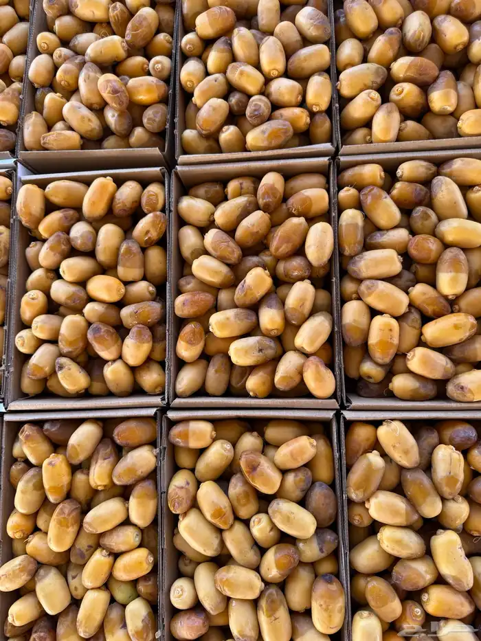 تمور القصيم تمور الفاخره 3