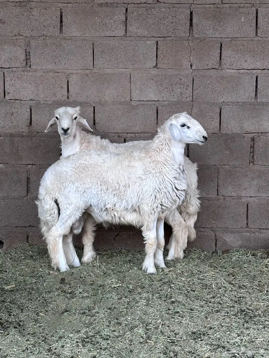 طليان حريات 2