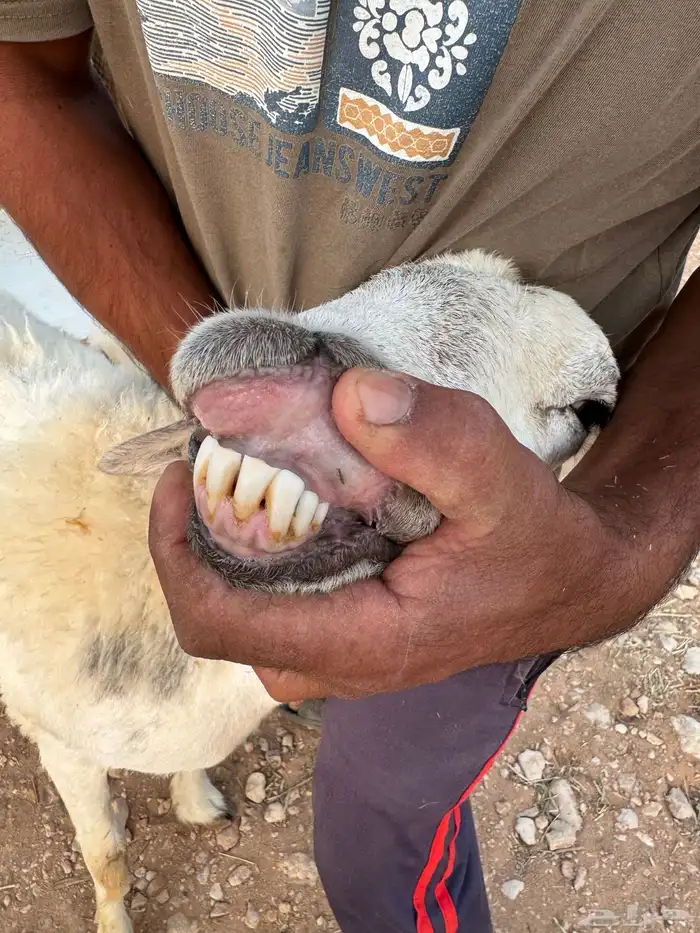 حريه فاخره متبع ( تم البيع ) 3