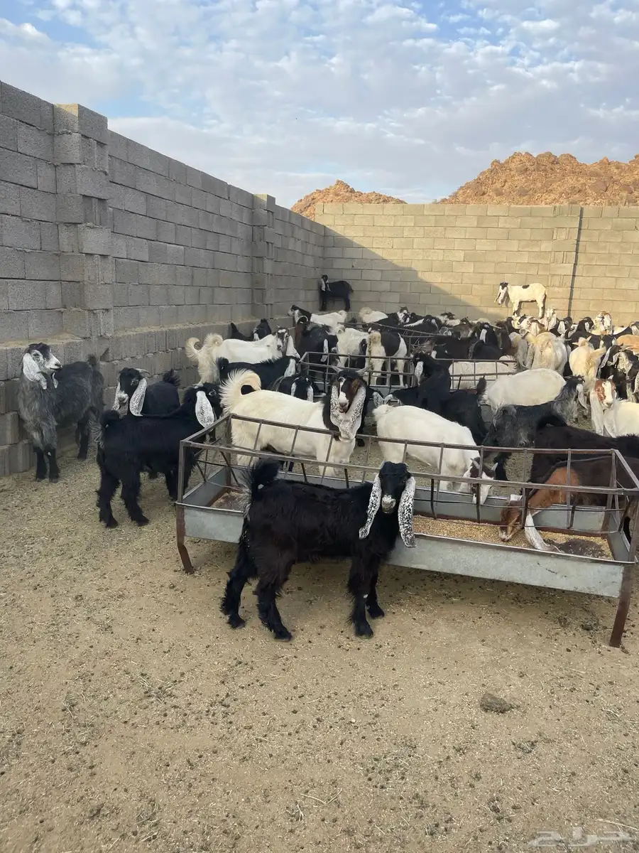 تيوس للبيع طريق الجنوب قيا بالحارث 1