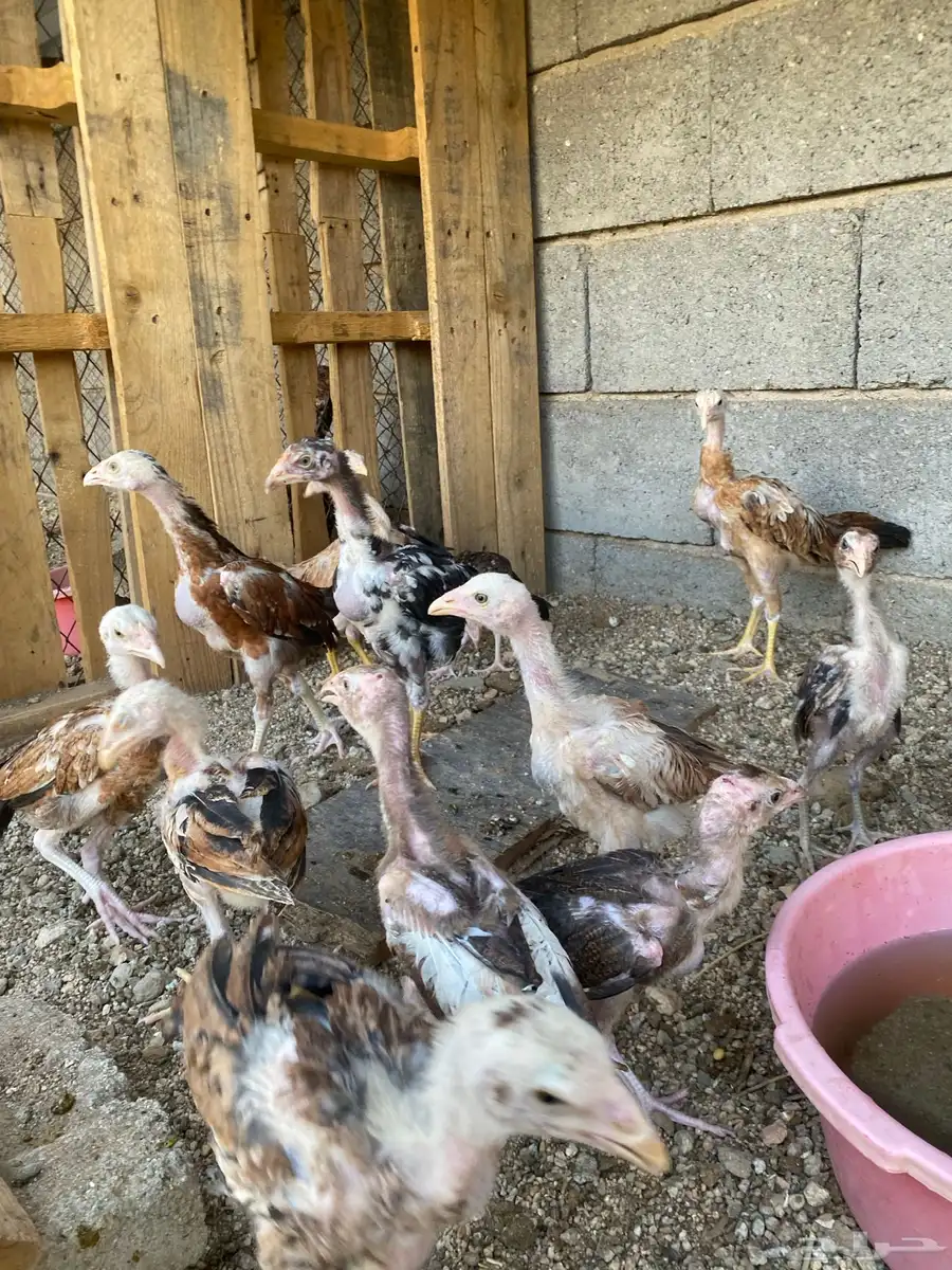 فروخ سندي 4