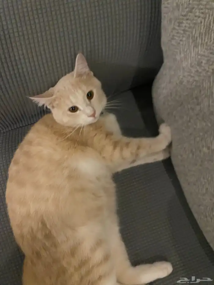 قطط للتبني العمر سنه الاثنين ذكر 0