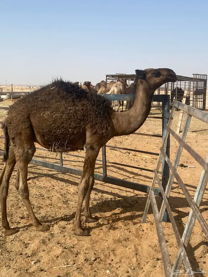 قعود دبياني للبيع الموقع ملهم 0