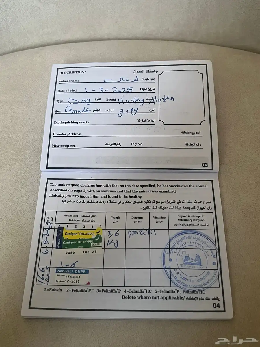 كلب هاسكي للبيع index