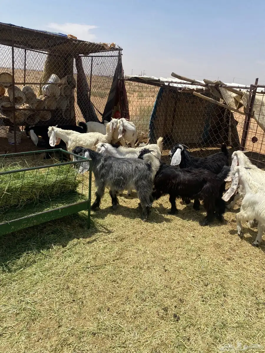 للبيع تيوس منادي 3