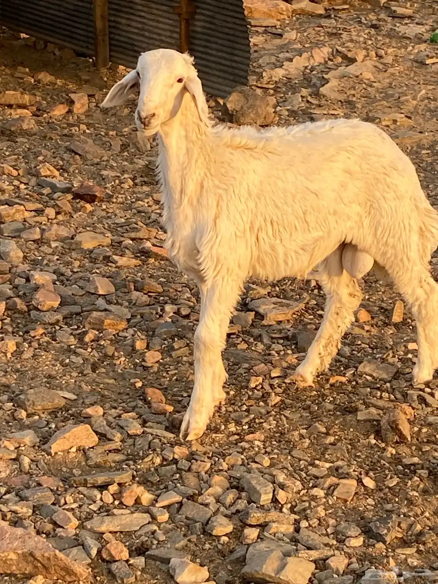طلي ذبيحه نضيف 3