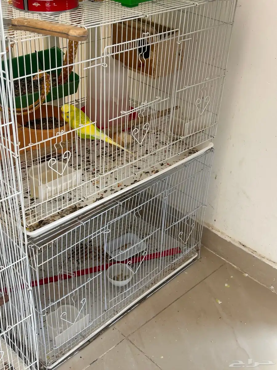 عصفور 3