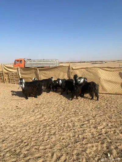 معزا عوارض 7