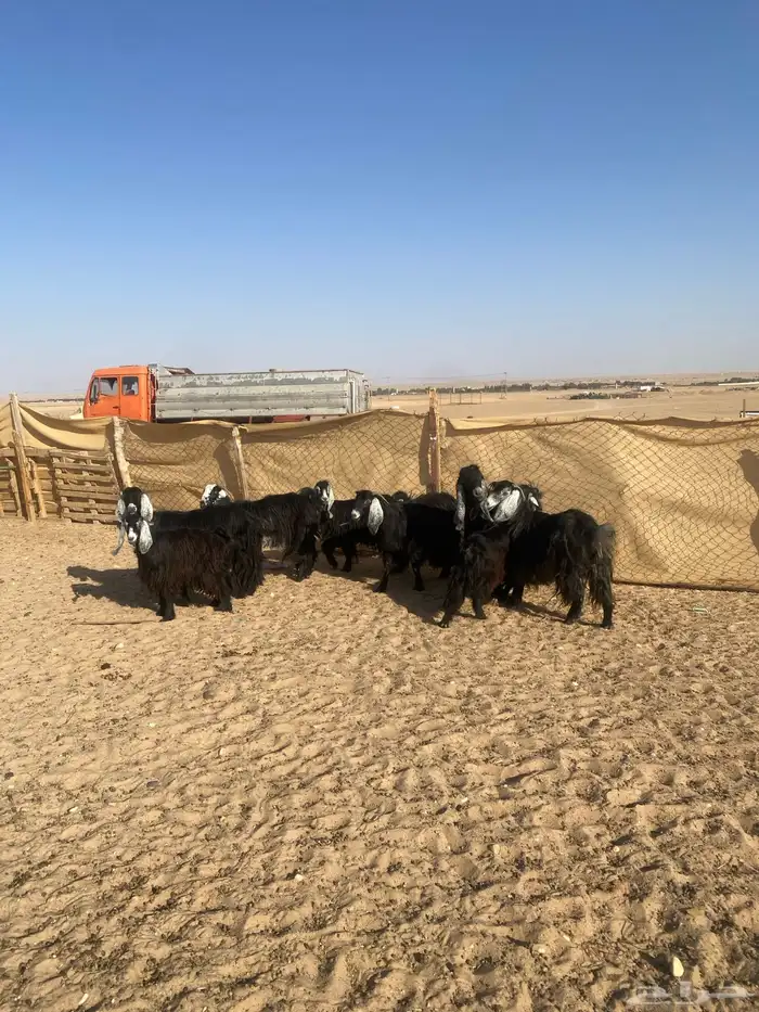 معزا عوارض 7