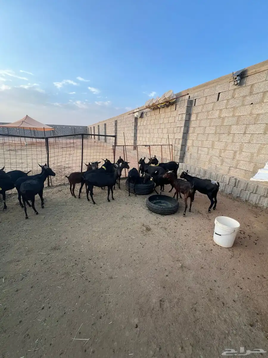 الماعز المورسيانو الأسباني 6