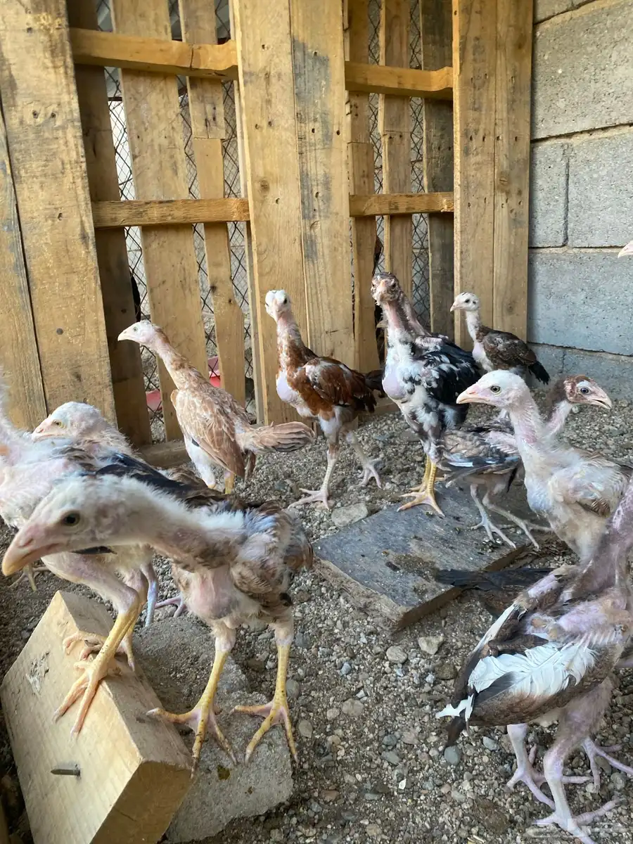 فروخ سندي 5