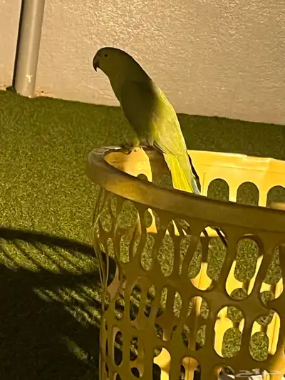 منور 0