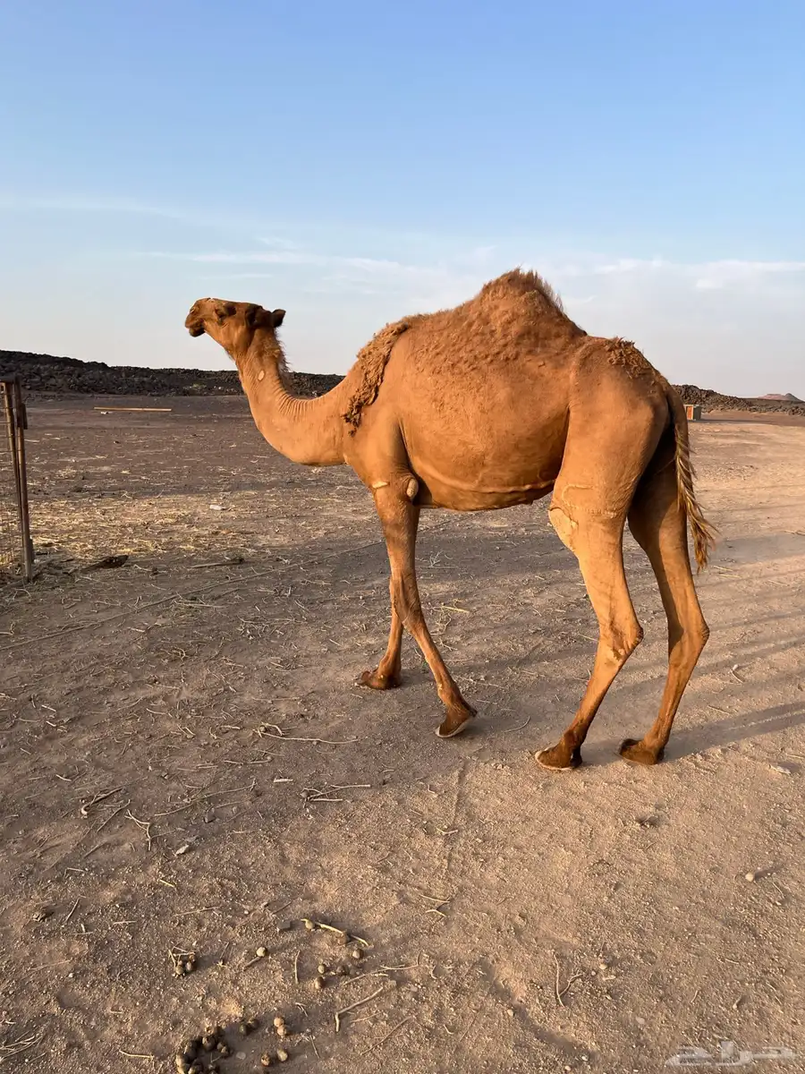 خلفه منيحه هديه 0