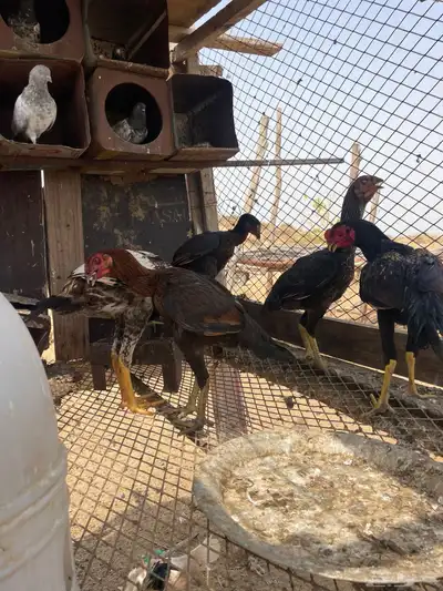 شامو الماني 2